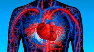 Кардиомегалия (увеличенное сердце): причины и симптомы, лечение и прогноз жизни