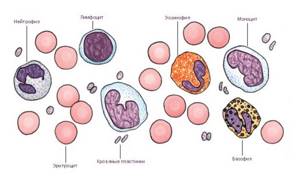 Моноциты в крови (повышены, понижены) – нормы у ребенка и взрослого