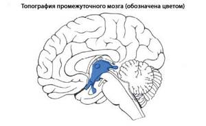 Отделы головного мозга и их функции – Таблица