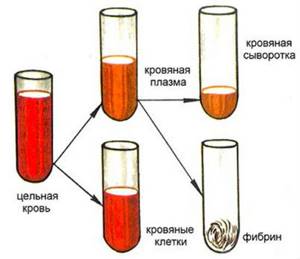 Плазма крови: что это такое, для чего нужна, состав, функции, как выглядит