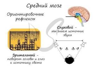 Передний мозг: анатомия, функции, взаимодействие с другими частями мозга