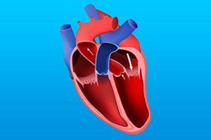 Сердечные гликозиды: принцип действия, вещества и наименования, терапевтический эффект