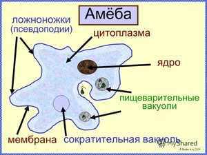 Разновидности амёб что представляют собой микроорганизмы