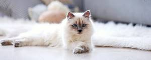 Кота тошнит белой пеной и он ничего не ест: причины, лечение