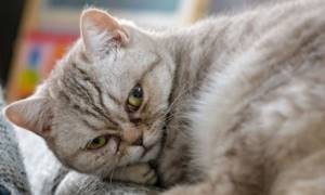 Длинные глисты у кошки: белые и тонкие, как выходят