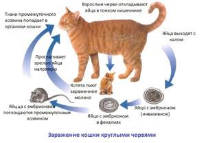Как понять, что у кошки завелись глисты: симптомы заражения и фото паразитов с названиями и описанием, лечение питомца
