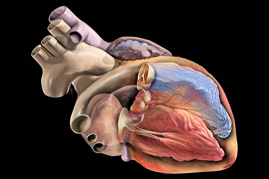 Причины замирания сердца, симптомы требующие обращения к врачу и методы лечения