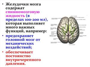Желудочки головного мозга: строение, функции, особенности
