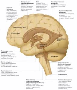 Желудочки головного мозга: строение, функции, особенности