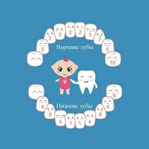 Нумерация зубов у взрослого человека и ребенка в стоматологии: схема зубного рядя, порядок расположения