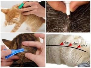 Обзор и способы применения капель на холку для котов против глистов и блох