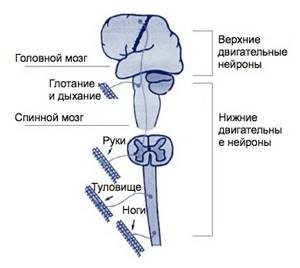 Болезнь двигательного нейрона (мотонейрона): симптомы, диагностика и лечение БАС и других форм БДН