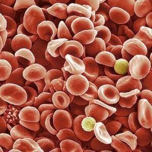 Средний объем тромбоцитов (MPV): что это, норма в анализе крови, повышение и понижение