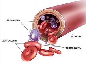 Норма тромбоцитов у детей в крови по возрасту: таблица, расшифровка plt что это, уровень