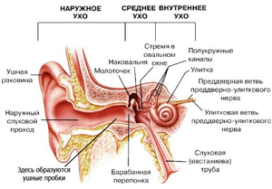 Левомицетин в ухо можно ли капать: это спиртовой раствор по инструкции по применению для взрослых, левомицетиновый спирт при отите