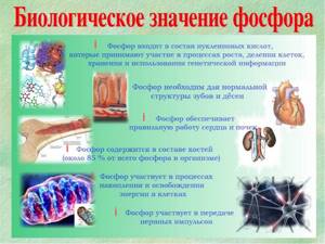 Фосфор: роль в организме, норма в крови, повышение и понижение уровня