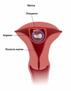 Анализ ХГЧ: это на что сдать кровь, что это такое, что показывает, беременность, расшифровка