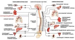 Блуждающий (вагусный) нерв: что это такое, где находится, симптомы и лечение его повреждений