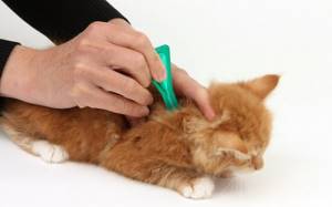 Обзор и способы применения капель на холку для котов против глистов и блох