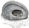 Синусы твердой мозговой оболочки: классификация, функции, патологии