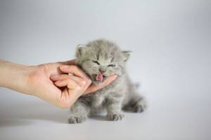 Симптомы, лечение и профилактика заражения котенка глистами: как проглистогонить малыша в домашних условиях