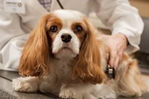 Цестодозы у животных и человека: симптомы, лечение и профилактика