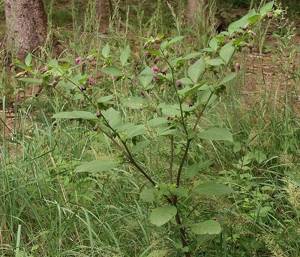 Ядовитое растение белладонна (красавка обыкновенная): описание, свойства