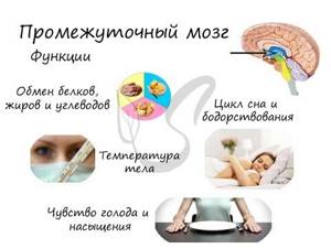 Передний мозг: анатомия, функции, взаимодействие с другими частями мозга
