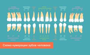 Названия и схема расположения зубов у взрослых и детей