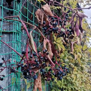 Растение девичий виноград: ядовитое или нет
