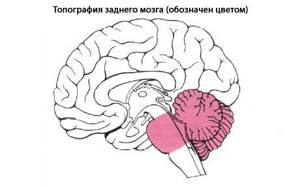 Отделы головного мозга и их функции – Таблица