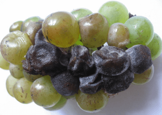 Отравление виноградом: симптомы, лечение