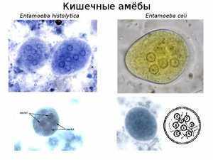 Разновидности амёб что представляют собой микроорганизмы