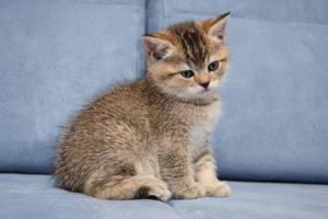 Как понять, что у кошки завелись глисты: симптомы заражения и фото паразитов с названиями и описанием, лечение питомца