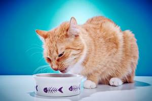 Кота тошнит белой пеной и он ничего не ест: причины, лечение