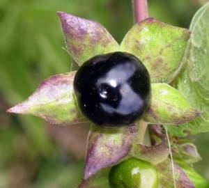 Ядовитое растение белладонна (красавка обыкновенная): описание, свойства