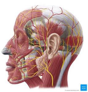 Симптомы и лечение поражений лицевого нерва: неврит (паралич Белла), парез, невралгия, нейропатия и другие