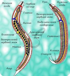 Круглые черви — Паразиты человека, способы лечения и профилактика
