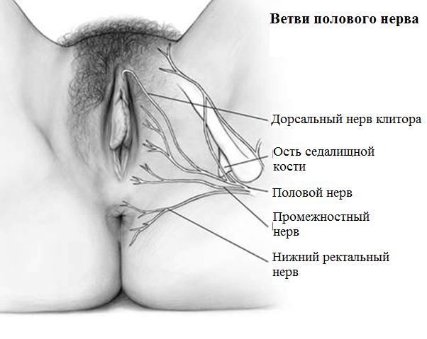 Срамной (половой) нерв: симптомы повреждений у мужчин и женщин, лечение