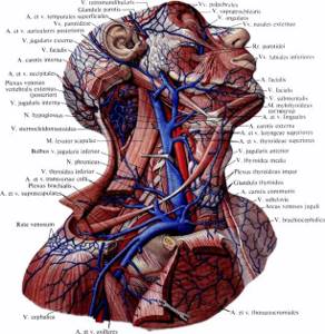 Расширение яремной вены на шее: причины, правой внутренней (справа), последствия, левой, лечение