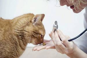 Можно ли глистогонить беременную кошку: таблетки и суспензии