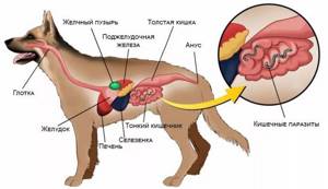 Гельминтозы у собак: симптомы, лечение и профилактика
