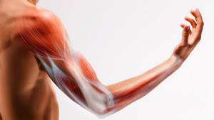 Что такое миозит мышц: причины, основные признаки и методы лечения