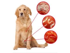 Гельминтозы у собак: симптомы, лечение и профилактика