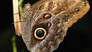 Особенности ядовитых бабочек: как распознать опасность