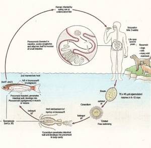 Широкий лентец: схема цикла развития, симптомы и причины появления у человека, лечение, профилактика