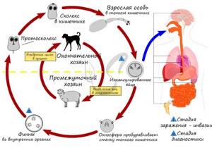 Широкий лентец: схема цикла развития, симптомы и причины появления у человека, лечение, профилактика