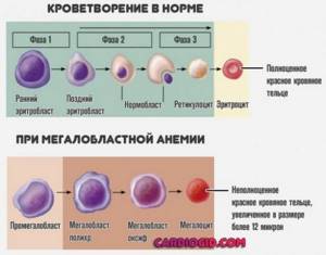 Ретикулоциты: что это, нормы по возрастам, роль в организме, причины высокого и низкого уровня в крови