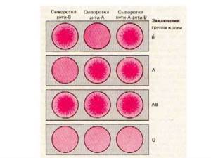 Группа крови человека: таблица, какие бывают, обозначение, сколько существует