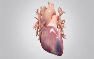 Жизнь после инфаркта: последствия у мужчин, сколько живут, микроинфаркт
